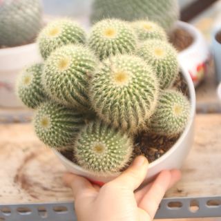 Xương rồng len trắng vàng bụi.( chậu đại 20cm)