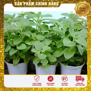 COMBO 10 GÓI HẠT GIỐNG HÚNG CHANH