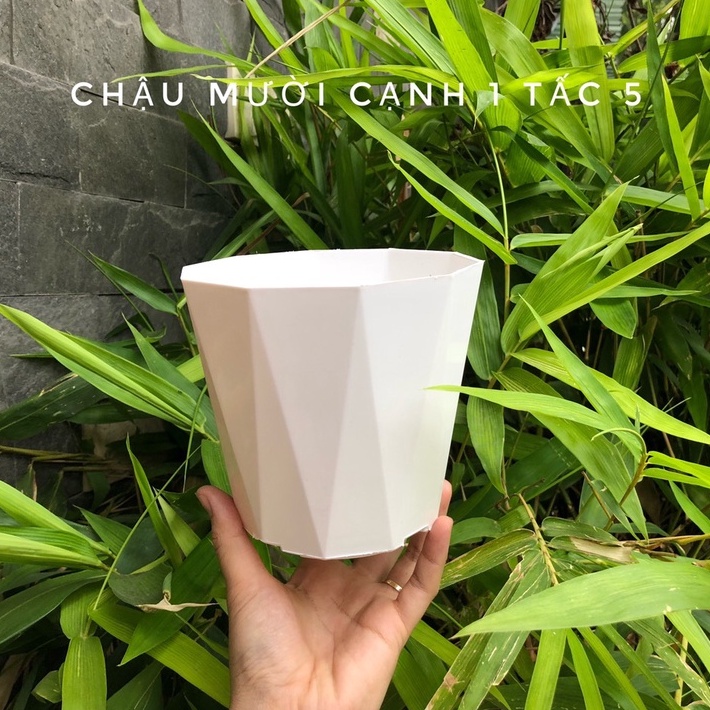 CHẬU NHỰA SEN ĐÁ