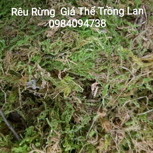 [SIEURE] sét 2 TÚI Rêu rừng trồng lan 200gr trên 1túi hàng đẹp, phân phối chuyên nghiệp.