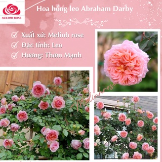 Hoa hồng ngoại leo Abraham Darby- Sắc hồng thuần khiết với hương thơm nồng nàn- Vườn Hoa Melinhrose