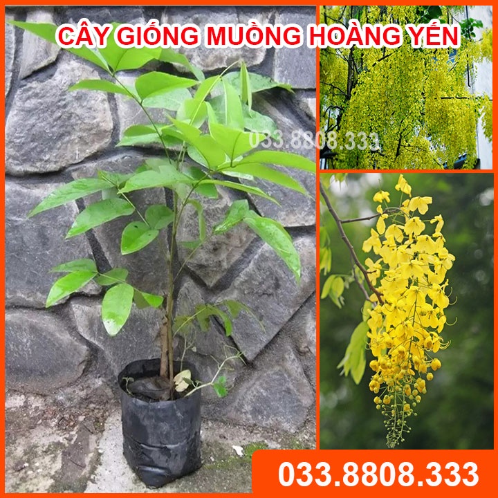 2 Cây Giống Muồng Hoàng Yến ( Osaca ) - hoa vàng đẹp rực rỡ