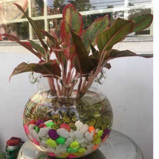 Bể cá thuỷ tinh để bàn 16cm x 17cm(B11)