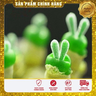 Bộ gói hạt giống Cỏ đuôi thỏ
