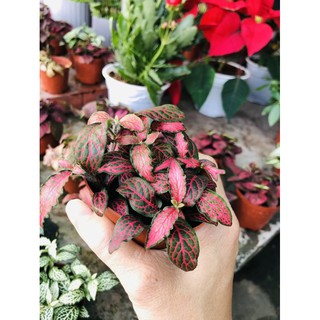 cây Cẩm Nhung(lá may mắn )