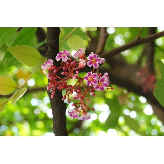 Cây khế đang hoa - Ngũ liêm tử - Coromandel goose-berry