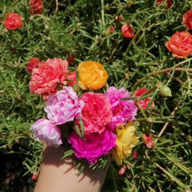 Nhánh hoa 10h giờ Mỹ