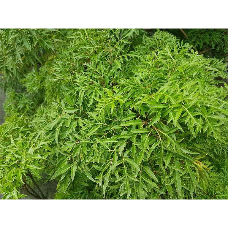 Cây đinh lăng lá nhỏ, Cây Nam dương sâm, cây gỏi cá - Giao hỏa tốc 3h