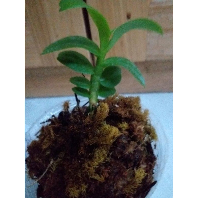 Hoa phong lan 5ct Bùi Việt | BigBuy360 - bigbuy360.vn