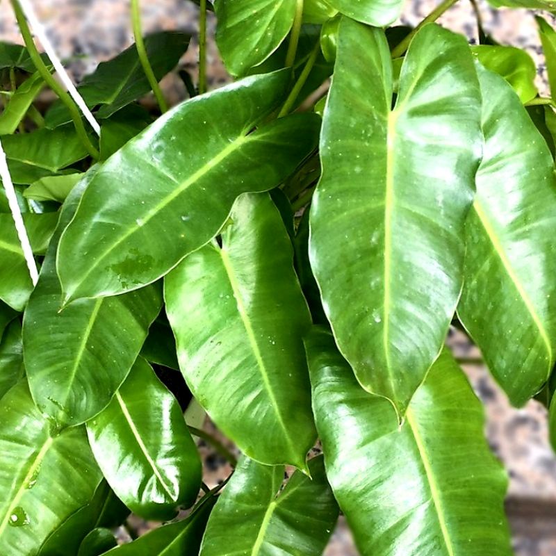 Cây trầu bà tỉ phú, trầu bà lá tim, cây thiên môn Philodendron Burle Marx Green