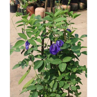 Chậu dây leo hoa Đậu Biếc