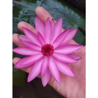 2 cây hoa súng sẵn nụ hoa