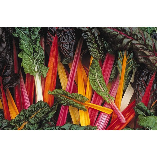 Hạt giống cải Cầu Vồng HN 5g