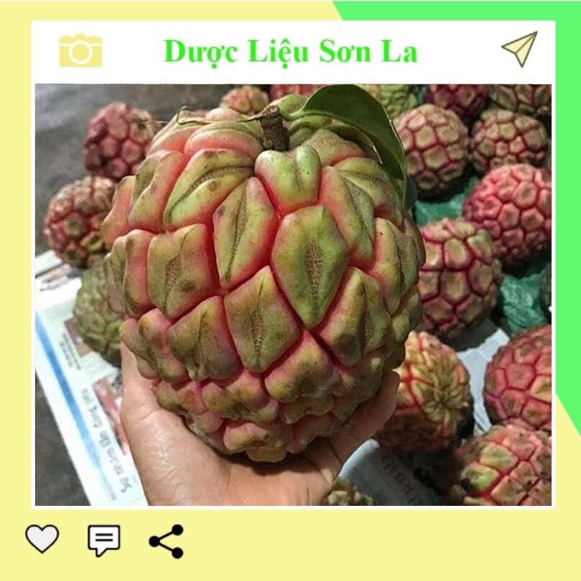 Na Rừng Sơn La khô đẹp chuẩn Tây Bắc 1kg