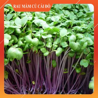 Hạt giống rau mầm củ cải đỏ cho thu hoạch sau 2-3 ngày