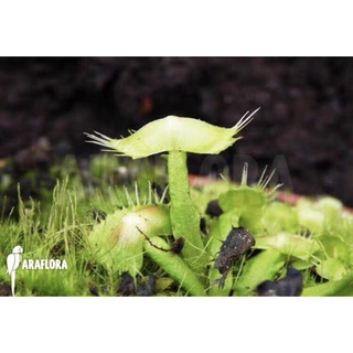 Cây bẫy kẹp spiderman, venusflytrap spiderman