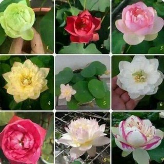 hạt giống sen mini nhật ( 10 hạt )