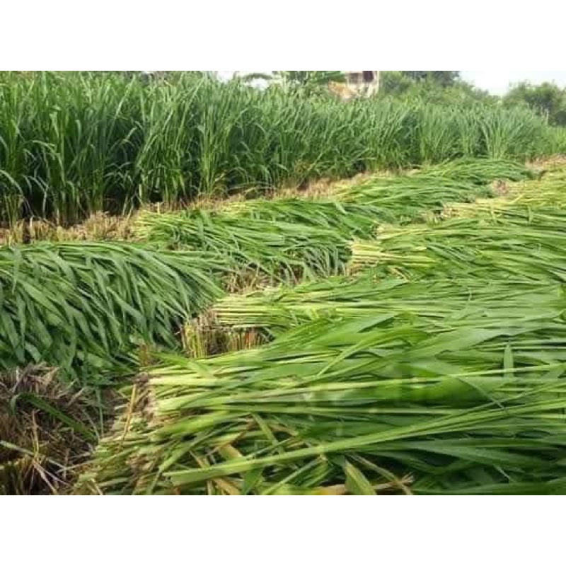 CỎ SẢ LÁ LỚN MOMBASA GHINE CỎ CHĂN NUÔI gói 5g
