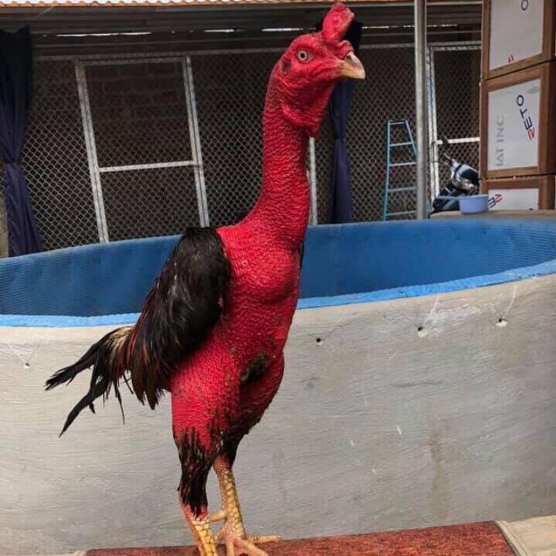 Top Maxx hiếu chiến ,cự mạnh điều trị gà lỏn lẻn