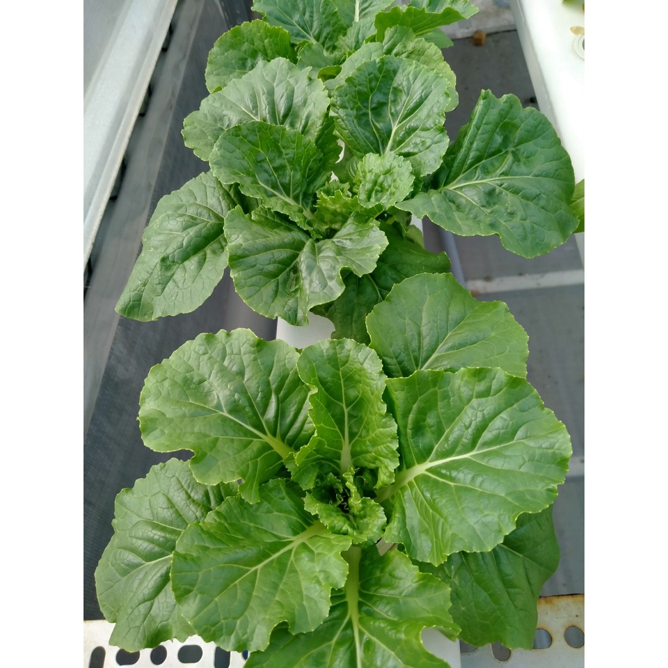 Dung Dịch Thủy Canh Hợp Trí Hydro Leafy Trồng Rau ăn lá 1kg A + 1kg B