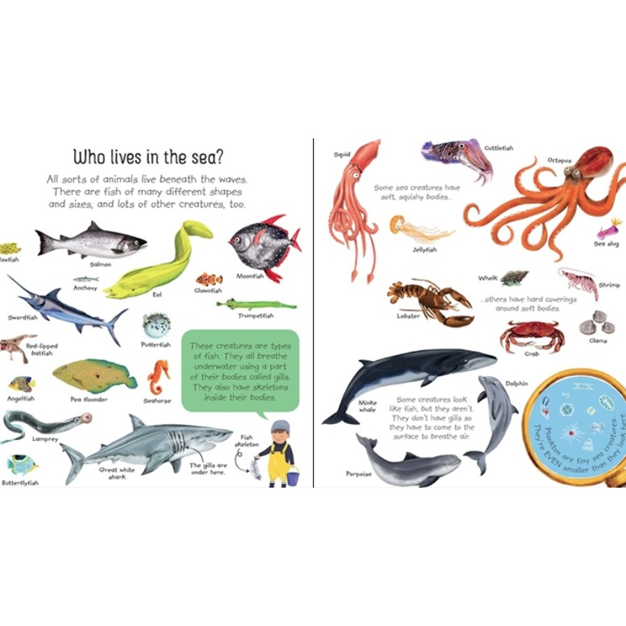 Sách Usborne Khoa học cho bé 6-8 tuổi My first Seas and Oceans book