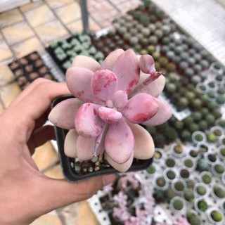 Sen Đá Sỏi Hồng