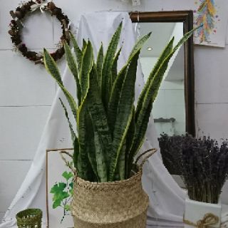 Giỏ cói trồng cây