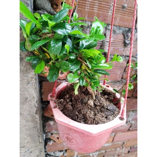 cây bùm sụm con