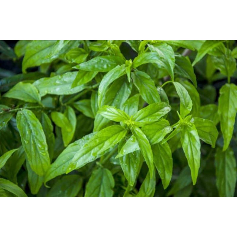 Cây bìm bịp tươi 1 kg