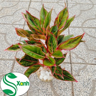 CÂY CẢNH PHÚ QUÝ THỦY SINH ĐỂ BÀN