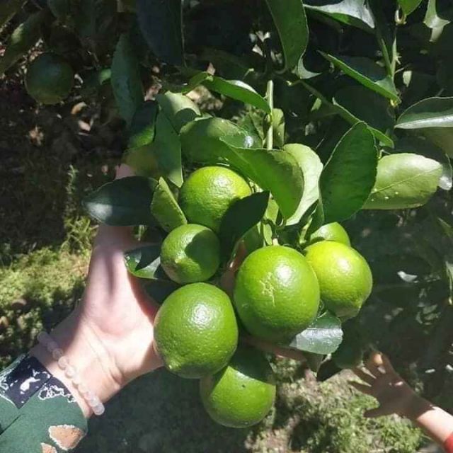 🍋 Chanh tứ quý (chanh siêu sớm)