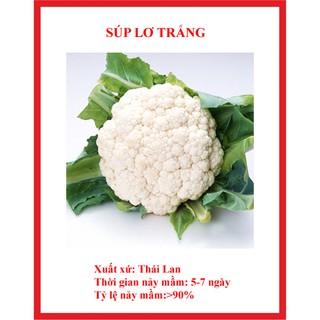 100 hạt- Hạt giống súp lơ trắng