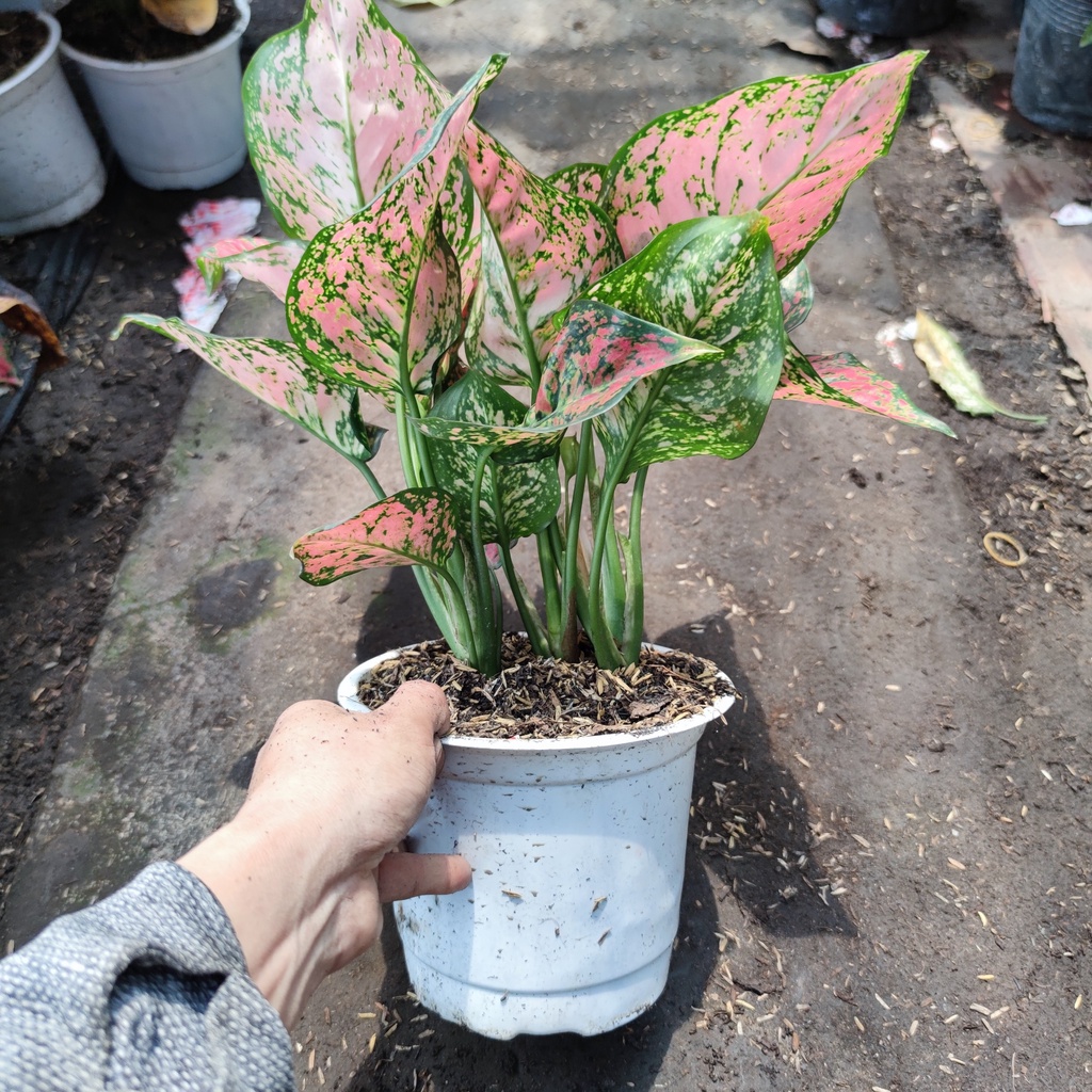 Cây vạn lộc đỏ đốm xanh lá sum suê cây phong thủy trang trí nội thất cao 35cm