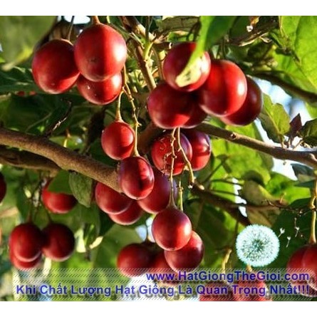 200.HẠT Hạt Giống Cà Chua Thân Gỗ Tamarillo Đỏ (C3| C3*W45)