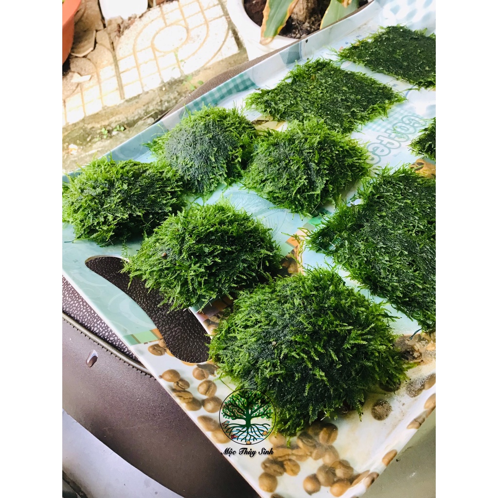 Rêu thủy sinh - Mini Spinky lá nước và Cầu rêu 9x9- Trang Trí Hồ Cá Thuỷ Sinh - Rêu Thuỷ Sinh Dễ Trồng