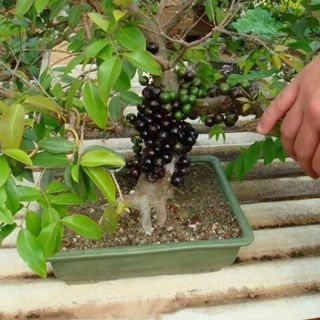 Nho thân gỗ tứ quý