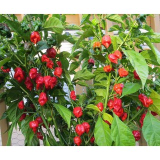 Gói 5 hạt giống ớt Carolina