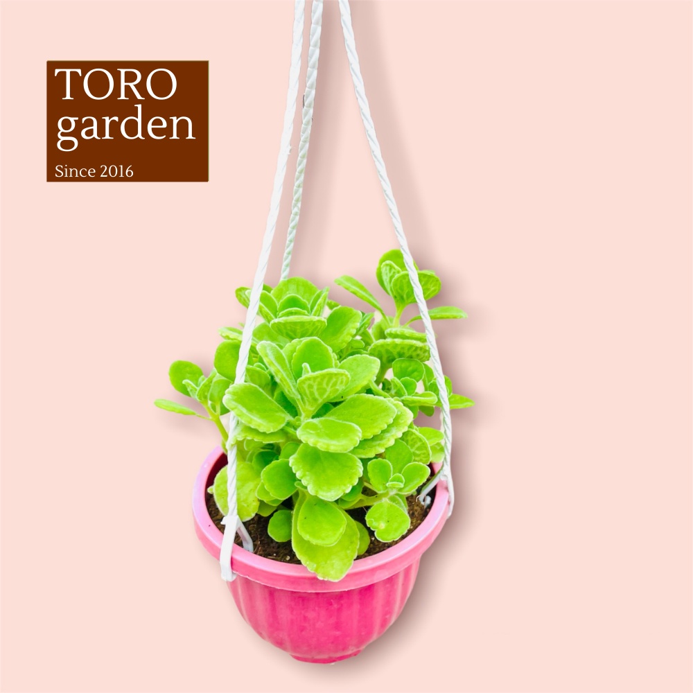 SEN THƠM - NHẤT MẠT HƯƠNG ĐÀ LẠT CHẬU TREO SIZE 9CM, SIÊU CUTE, HƯ 1 ĐỔI 1