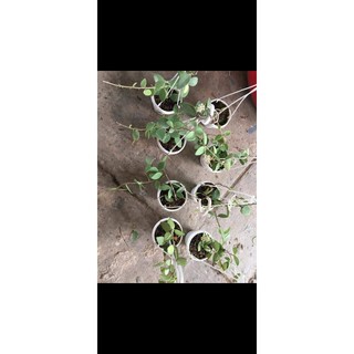 Cẩm cù Nummularioides chậu giống chưa hoa