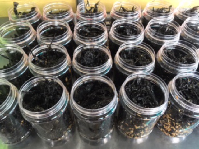 Combo 2 hủ Rong biển 65gr đầy ấp | BigBuy360 - bigbuy360.vn