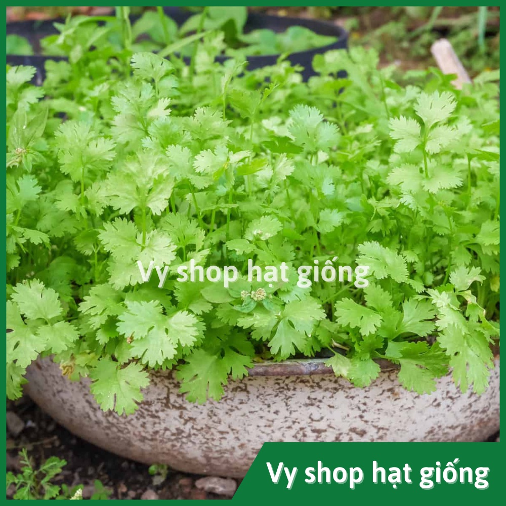 Hạt giống rau mùi ta  Thái Lan gói 870 hạt