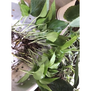 cây trầu bà (vạn niên thanh) trồng đất hoặc thủy sinh