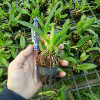 Denro cây giống