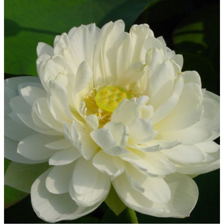 Hạt giống hoa sen bách diệp màu TRẮNG KNS1427 - Gói 5 hạt