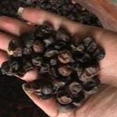 Hạt mắc mật khô thơm (1kg)