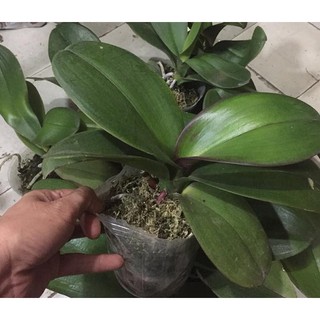 Hồ điệp hoa đại có ngồng