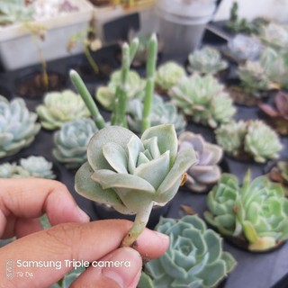 Sen đá Hoa Hồng Hà Lan, Hồng Cành. Graptoveria Lovely Rose