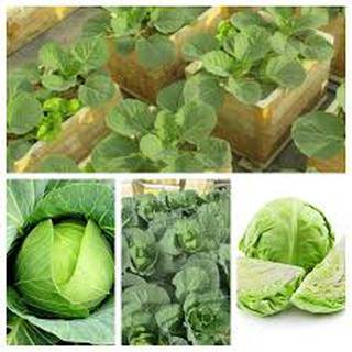 100 hạt giống bắp cải xanh