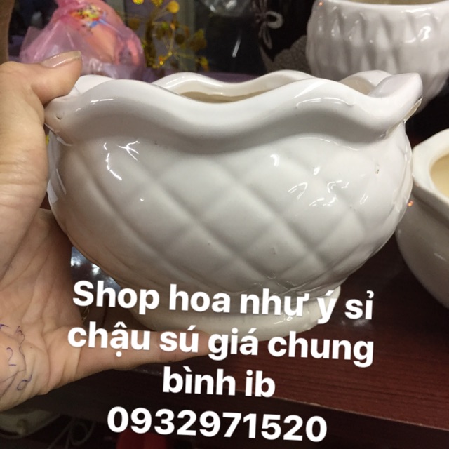Sỉ chậu sú ib 0932971520
