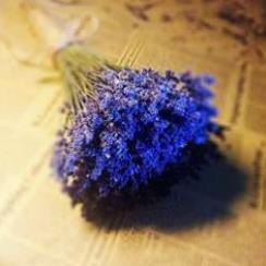 Bó Lavender Oải Hương buộc dây thừng Vintage